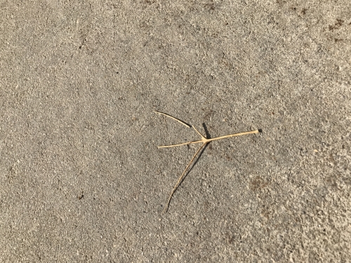 1487347383IMG_3566.JPG