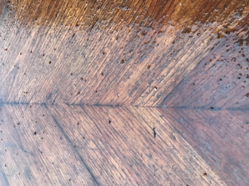 1491698449IMG_4130.JPG